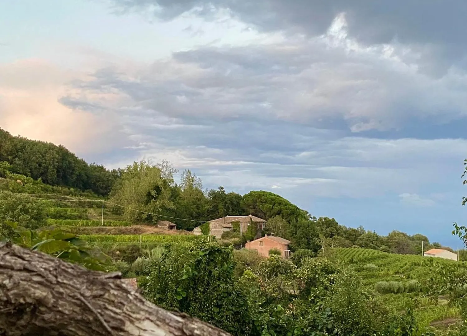 Tenuta Kiwi Dell'Etna Milo